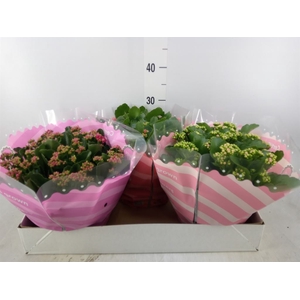 Kalanchoe blos.   ..rosebud mix  5