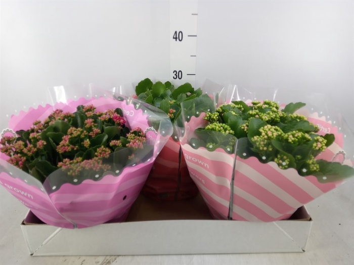 <h4>Kalanchoe blos.   ..rosebud mix  5</h4>