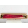 DF Pampas Silvy Cerise
