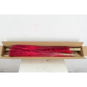 DF Pampas Silvy Cerise