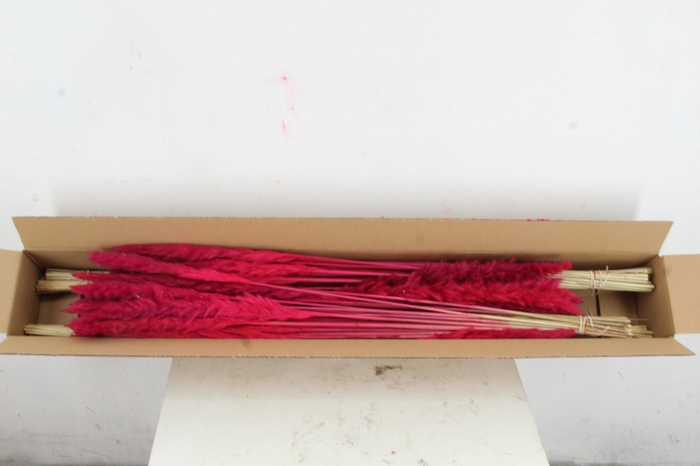 DF Pampas Silvy Cerise