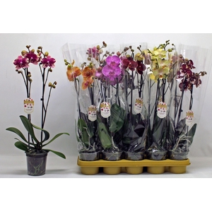Phalaenopsis gemengd 10 kleuren