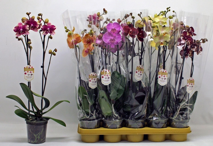 <h4>Phalaenopsis gemengd 10 kleuren</h4>