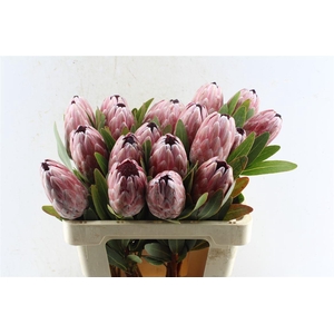 Protea Pink Ice