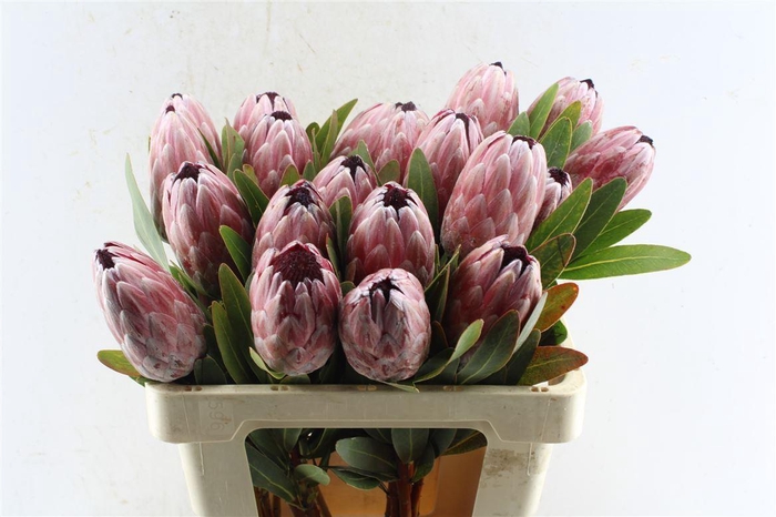 <h4>Protea Pink Ice</h4>