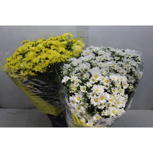 CRISANTEMO BOLA BELGA P20