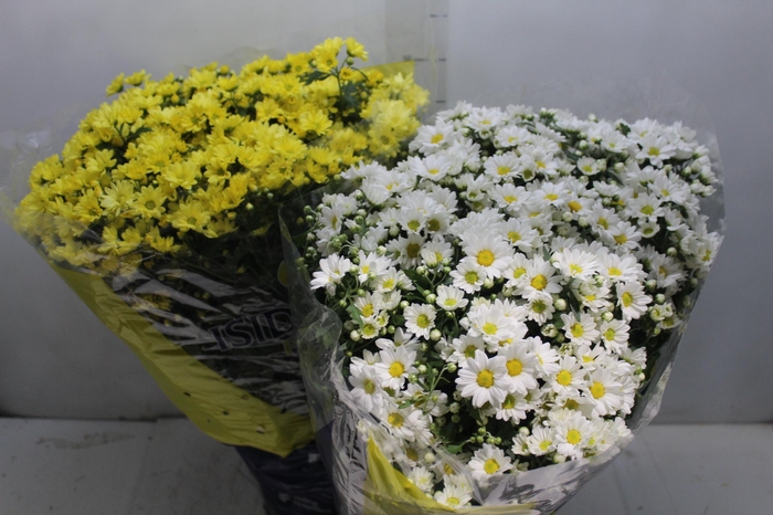 <h4>CRISANTEMO BOLA BELGA P20</h4>