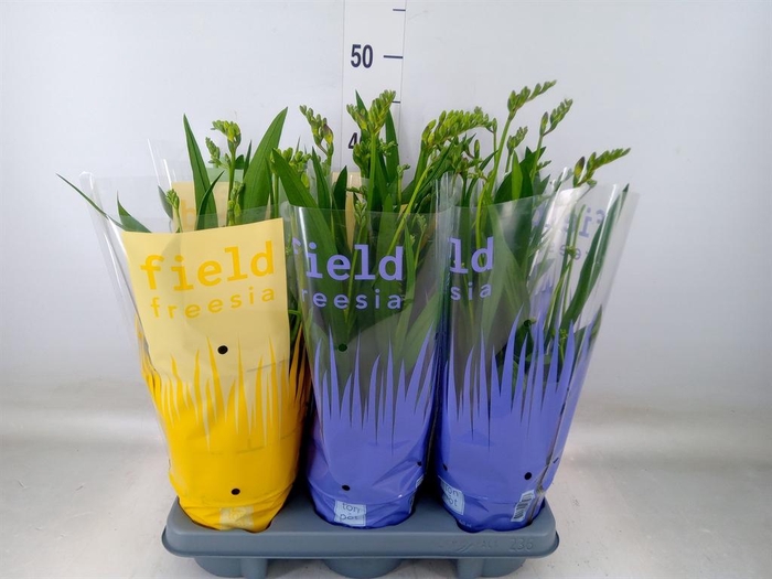 <h4>Freesia   ...</h4>