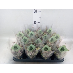 Ceropegia woodii 'Variegata'