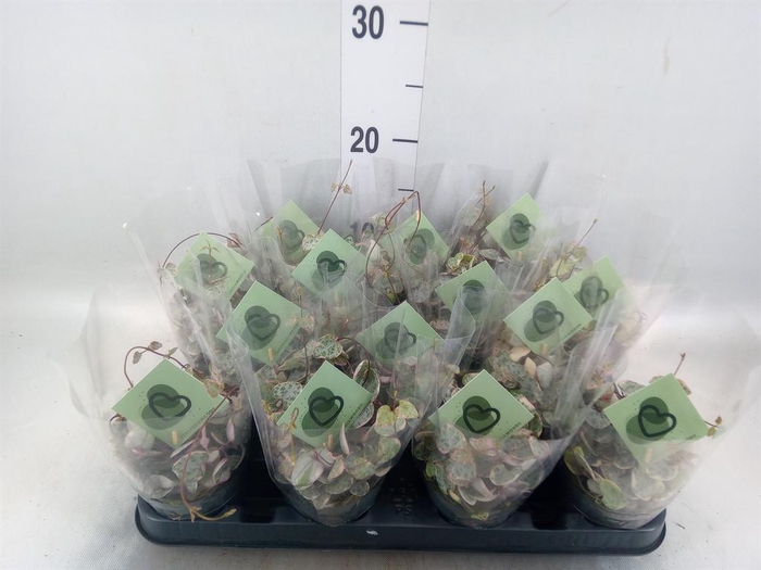 <h4>Ceropegia woodii 'Variegata'</h4>