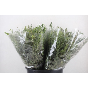 Euca Parvifolia Short 150gr P Bunch