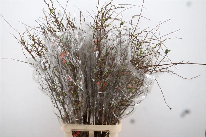 <h4>Chaenomeles Superba</h4>