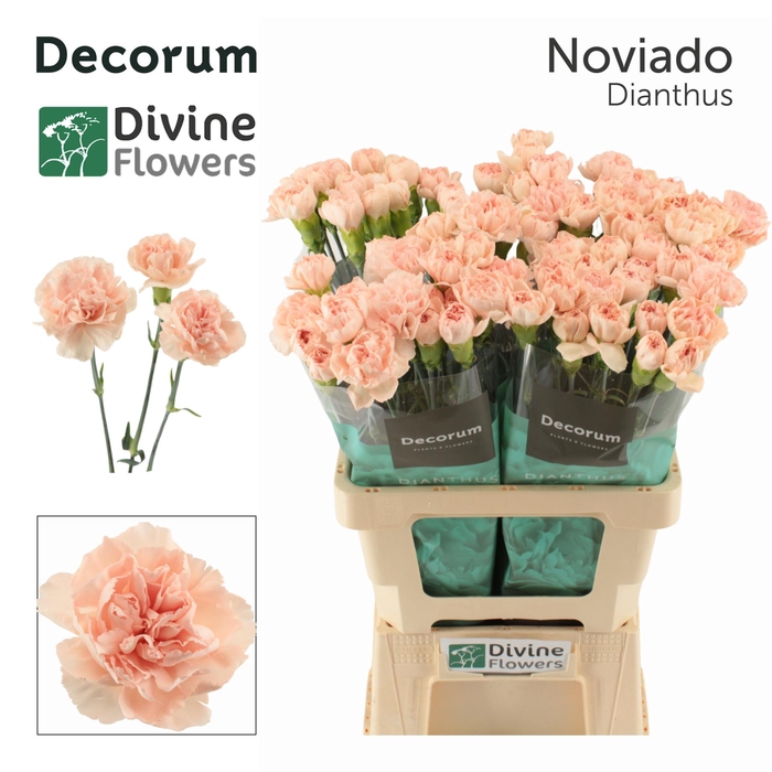 <h4>Di St Noviado Divine</h4>