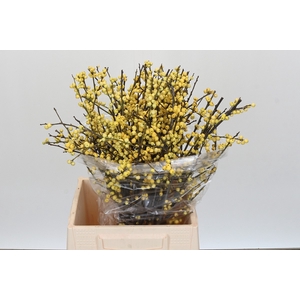 Ilex Citronella