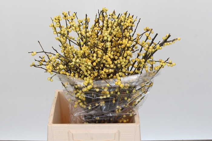 <h4>Ilex Citronella</h4>