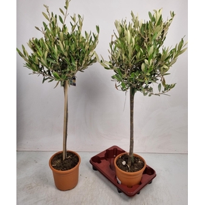 OLEA EUROPAEA