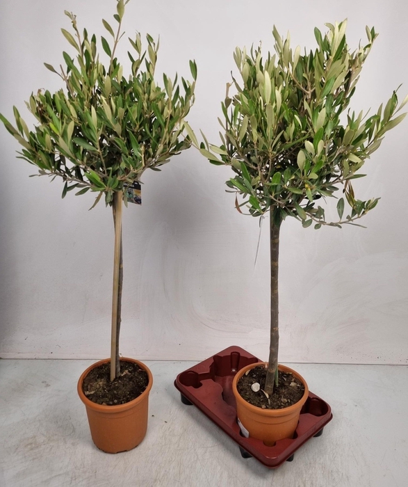 <h4>OLEA EUROPAEA</h4>
