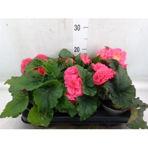 Begonia