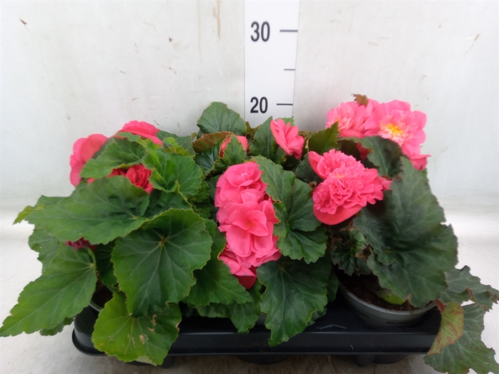 <h4>Begonia</h4>