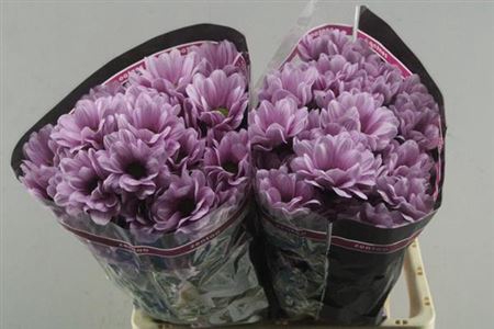 <h4>Chr T Precious ''new''</h4>
