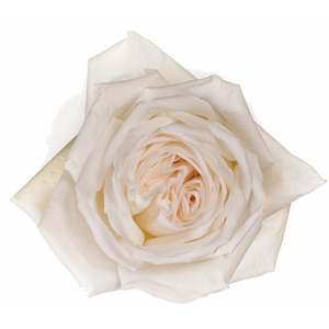 R Gr White O Hara White 50cm EC