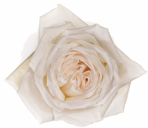 <h4>R Gr White O Hara White 50cm EC</h4>