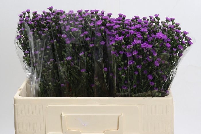 <h4>Aster Baby Pink</h4>