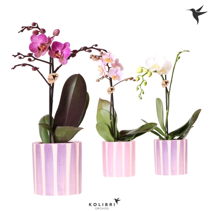 <h4>Kolibri Orchids Phalaenopsis mix 1 spike in Painted Stripe pink</h4>