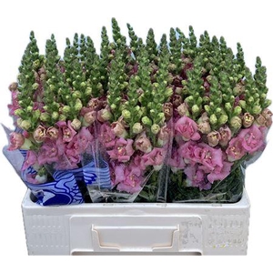 Antirrhinum Double Pink 60cm
