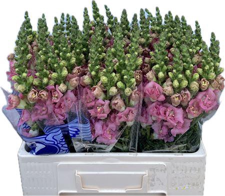 <h4>Antirrhinum Double Pink</h4>