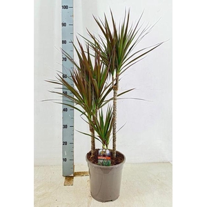 Dracaena marg. 'Magenta'