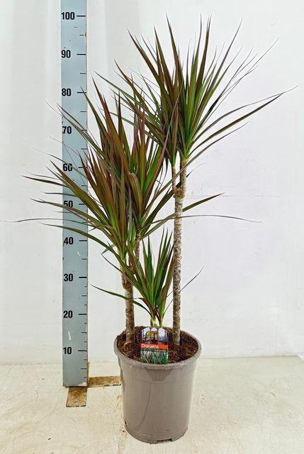 <h4>Dracaena marg. 'Magenta'</h4>
