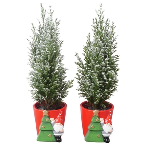 PTK25158 Ellwoodii met sneeuw in keramiek pot