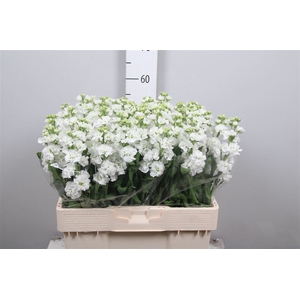 Matth Stox White