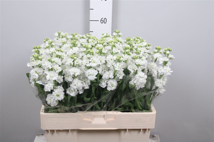 <h4>Matth Stox White</h4>