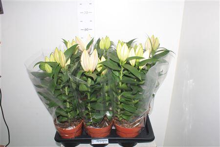 <h4>Lil Or Oxygen 2pp</h4>