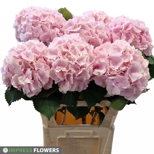 Verena roze 80cm
