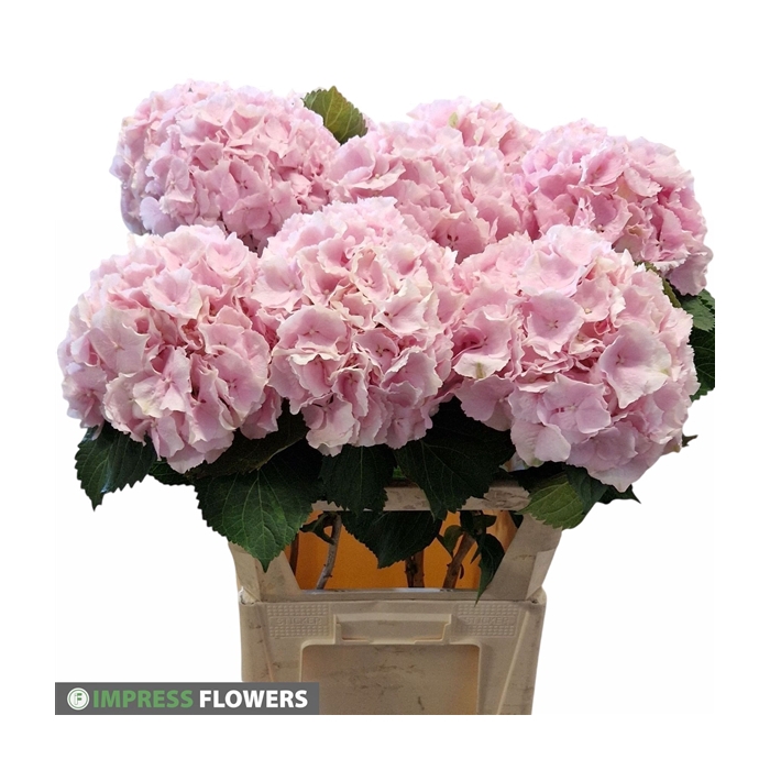 <h4>Verena roze 80cm</h4>