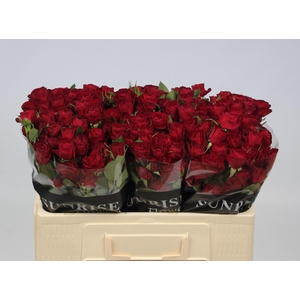 R TR RED TRENDSETTER