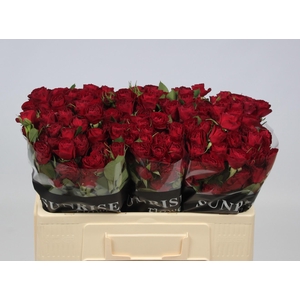 R TR RED TRENDSETTER