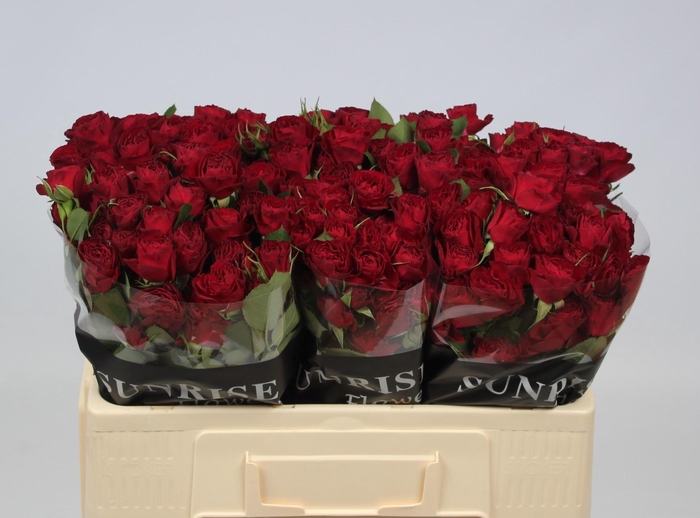 <h4>R TR RED TRENDSETTER</h4>