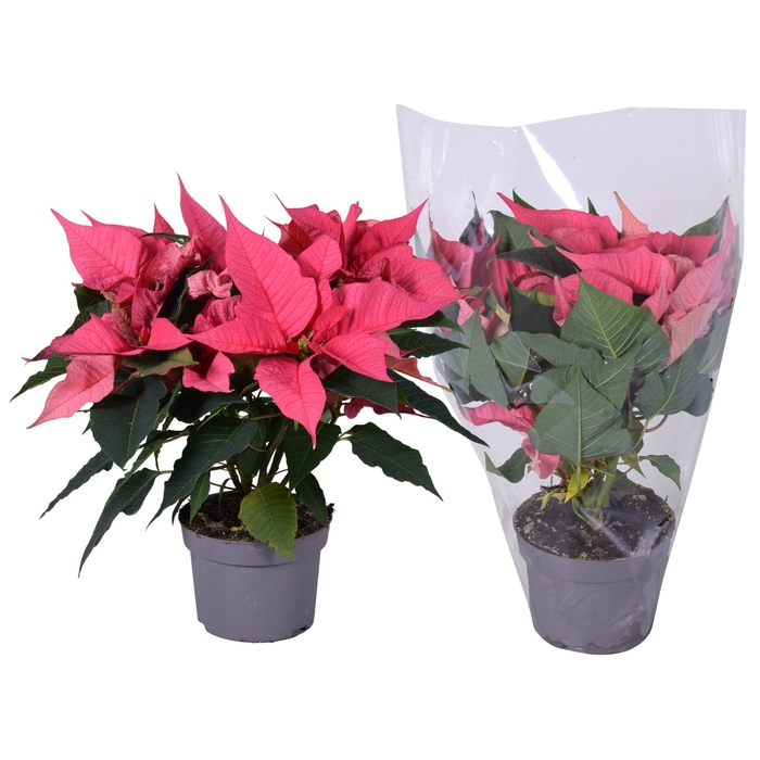 <h4>Euphorbia Roze blanco hoes</h4>