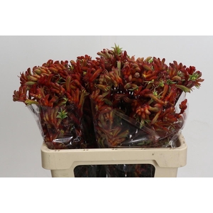 Kangaroo Paw Rampaging Roy Slaven