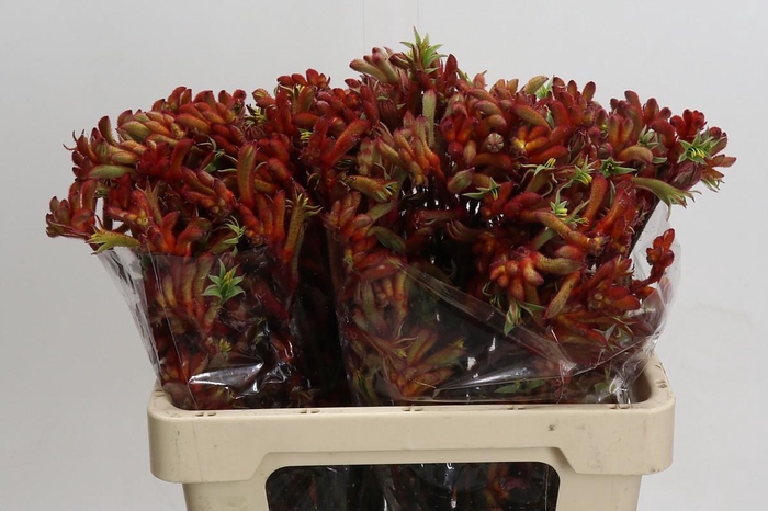 <h4>Kangaroo Paw Rampaging Roy Slaven</h4>