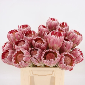 Protea Carnival No Leaves