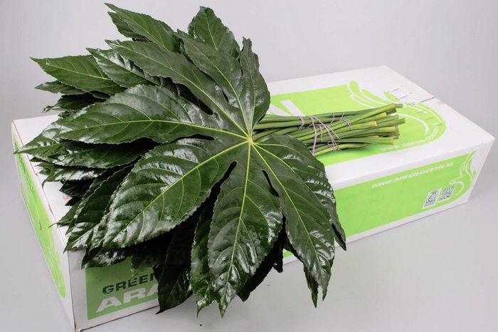 <h4>Aralia Green Ocean</h4>