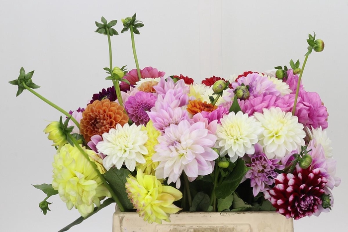 <h4>Dahlia Gemengd in bos</h4>