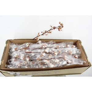 DF Katoen Gossypium 6 Bol