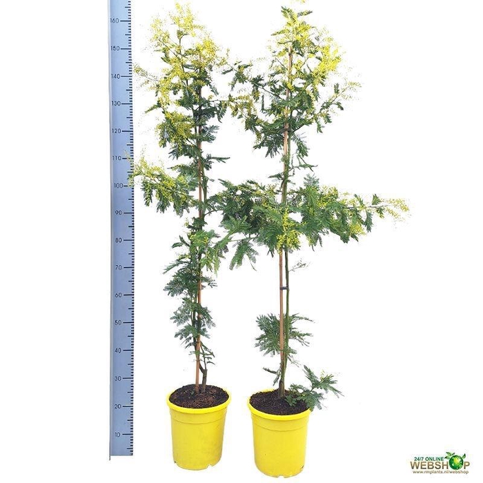 <h4>MIMOSA PUDICA</h4>