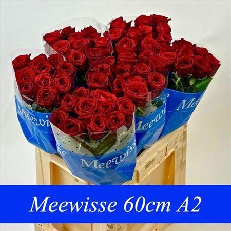 <h4>R Gr Red Naomi!</h4>